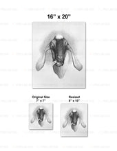 Load image into Gallery viewer, Custom for Jameson Martin, 1 Matte Paper Print, 16 x 20"